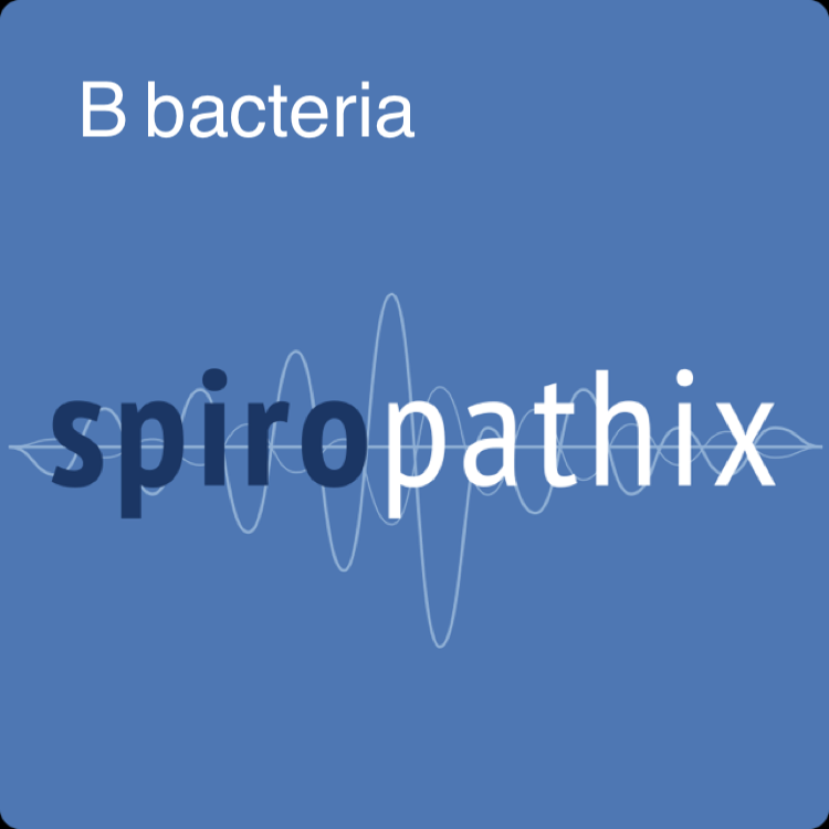 Gardnerella vaginalis | Spiropathix